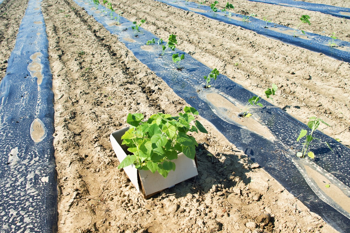 Paulownia tree plantation